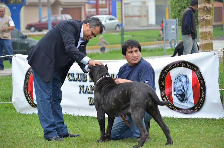 8° MATCH + CLUB DEL MASTINO NAPOLETANO DEL PERU + FOTOS DSC_3492