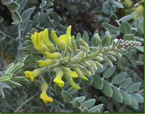 Sophora tomentosa