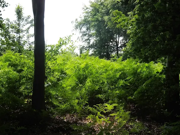 Sunlight slints through ferns in Bacton Woods