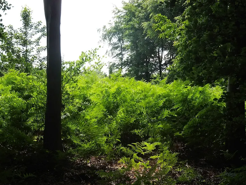 Sunlight slints through ferns in Bacton Woods