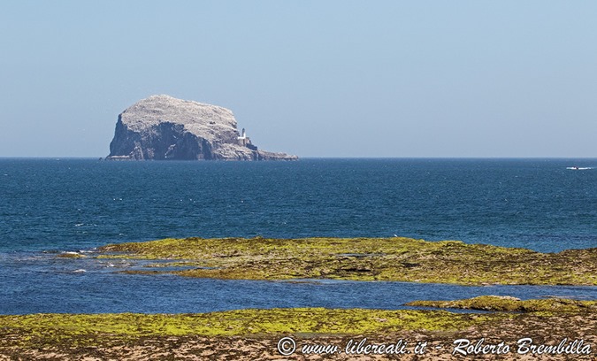 1-2017-06-17_3_North-Berwick-scottish-seabird-centre_068