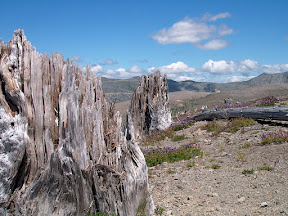 Blown-over trees, Mt. St. Helens