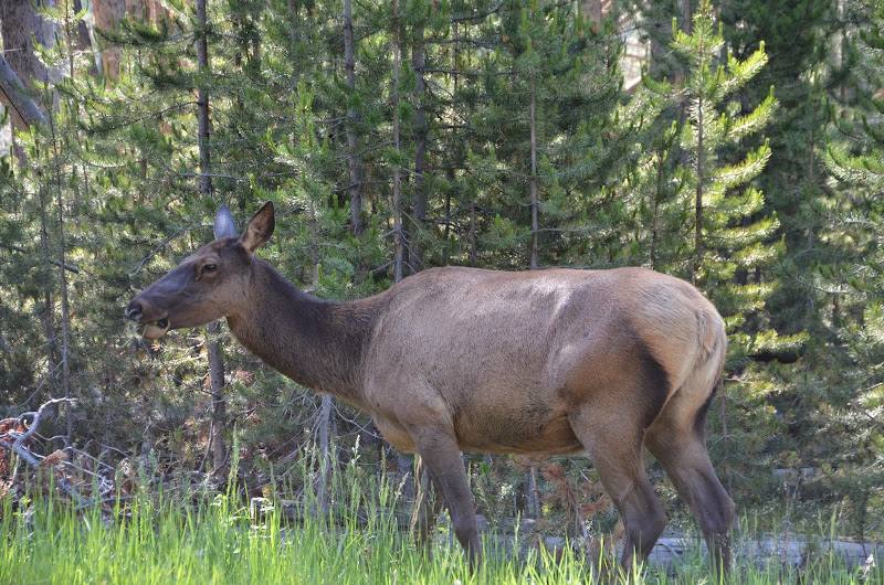 yellowstone wapiti