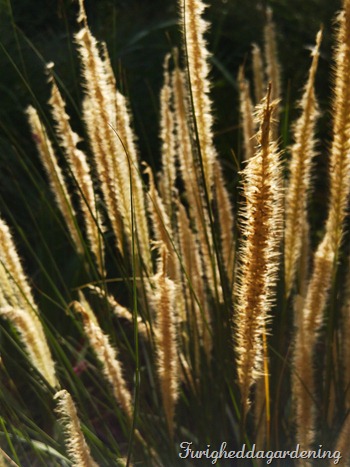 pennisetum macrourum