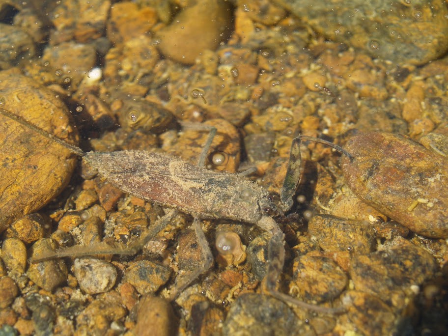 A Water Scorpion (harmless, and not related to the scorpion) lurks in the still waters of Wadi Jazira - it is good practice to keep shoes on when wading through the water.