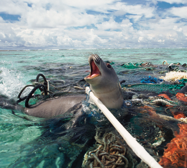 A Hawaiian monk seal is caught in fishing tackle in the Pacific Ocean. Photo: Michael Pitts / naturepl.com / World Animal Protection