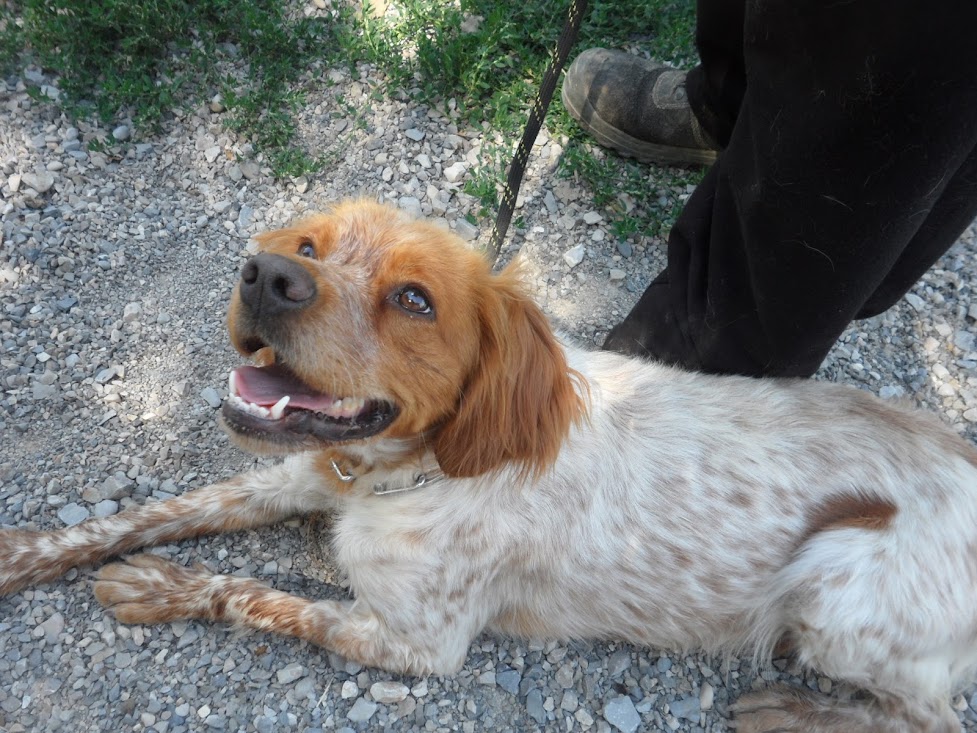 PAPAYE - x epagneul breton 11 ans - (5 ans de refuge)  - cherche FA -  Chenil Refuge de Sisteron (04) SAM_6842