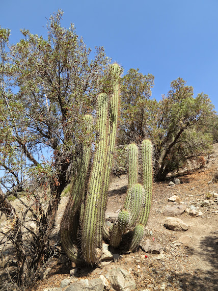 20150329 - CHILE - CERRO CANOITAS. IMG_0057