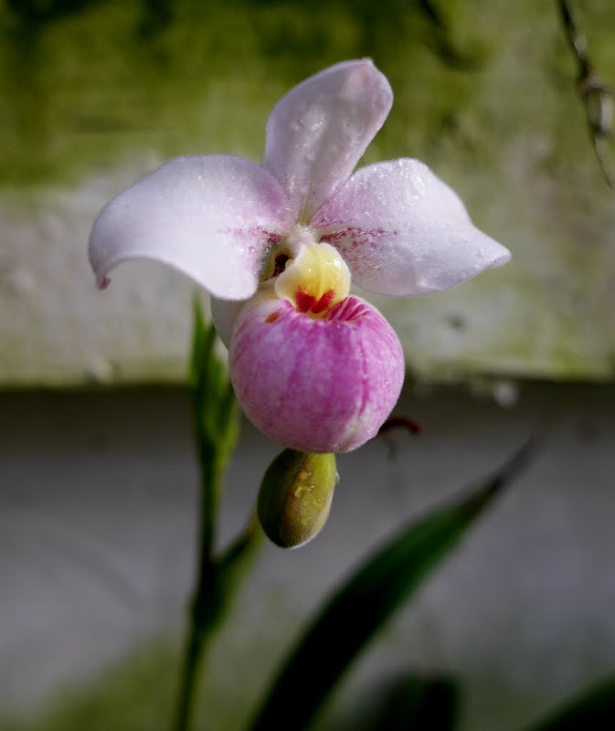 Phragmipedium schlimii P1060382