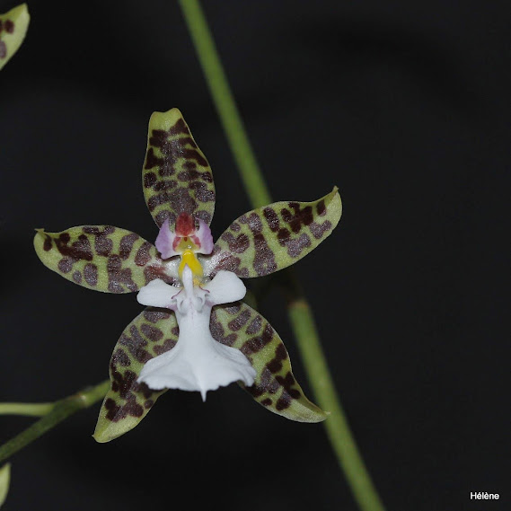 Oncidium leucochilum Oncidium%2Bleucochilum%2B1