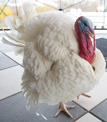 turkey pardon