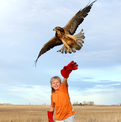 Alberta Birds of Prey Foundation logo