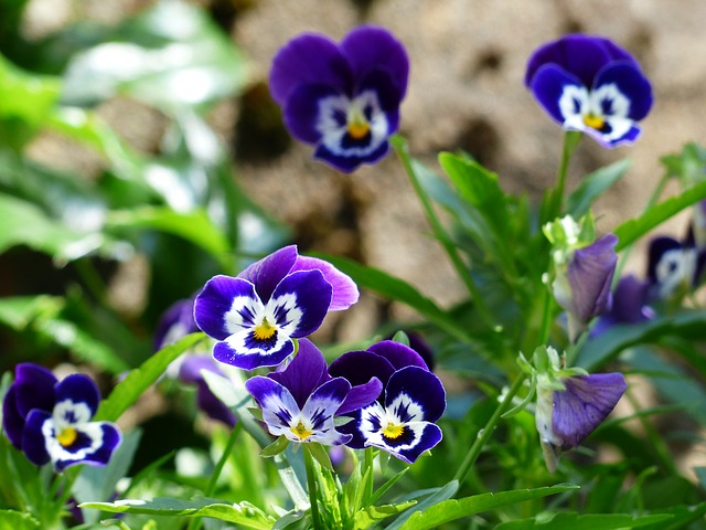 파일:external/pixabay.com/pansy-167912_640.jpg