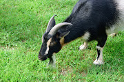 A male dwarf goat. File photo.