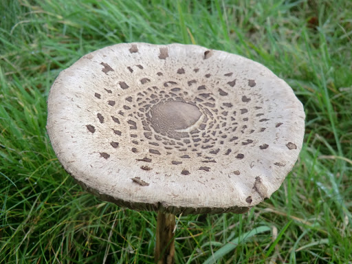 CIMG5207 Parasol mushroom, Penshurst Park