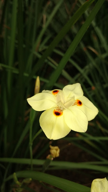 Dietes Bicolor Seeds Of Yesterday