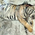 वाघाच्या बछड्याचा मृतदेह आढळला #Tiger #death #Chandrapur