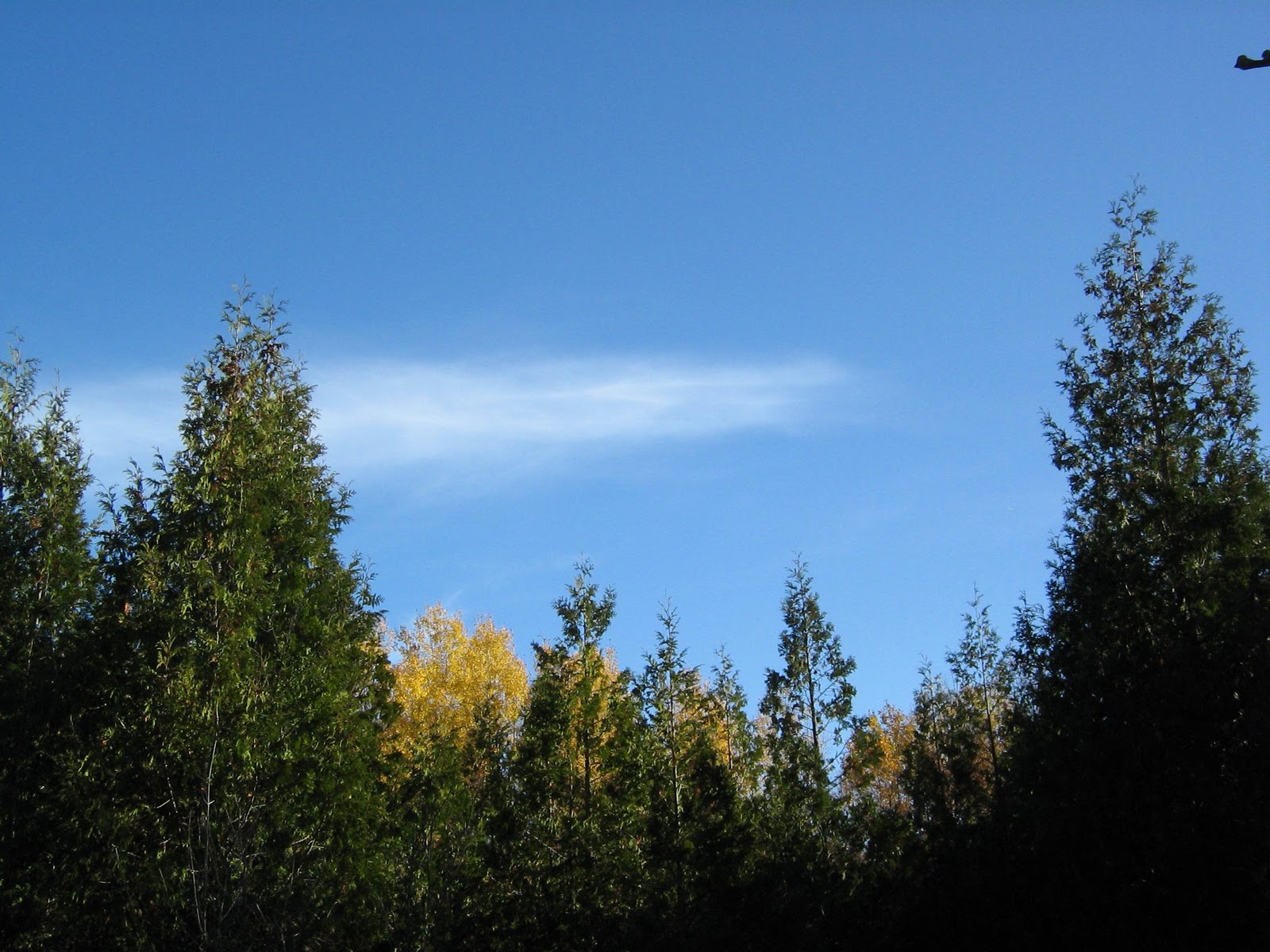 blue and autumn wedding