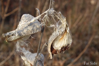 Milkweed escaping