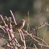 House wren