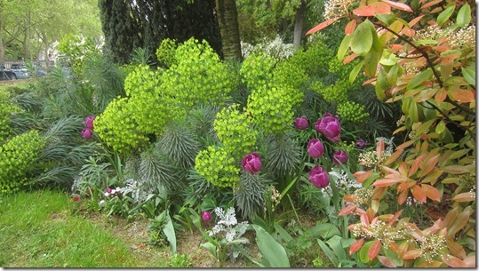 Upside down pineapple plant (1)