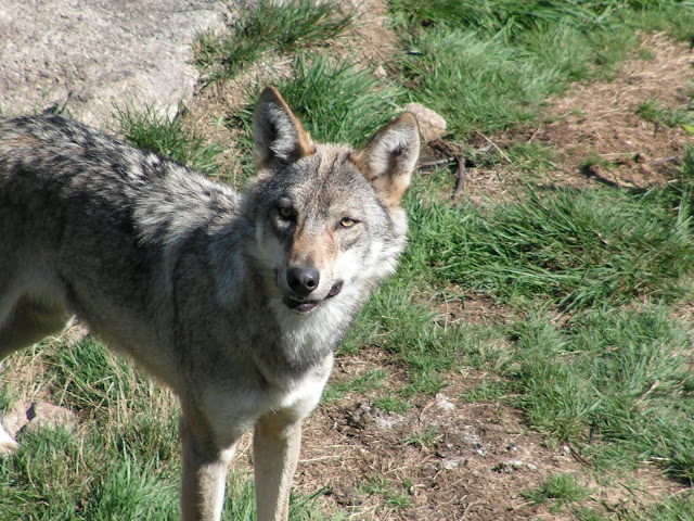 Les Loups de Chabrière PICT0459