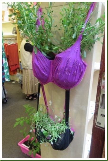 bra plant holders