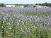 A field of linseed at Sizewell