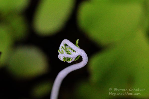 Macro photo of a growing fern