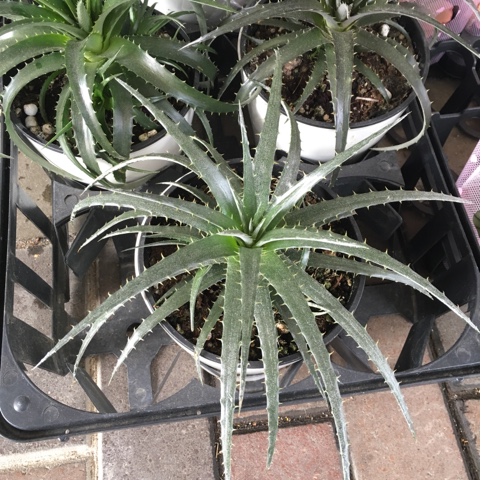 エビス花園 Ebisukaen ディッキア Dyckia ブロメリア Nickel Silver