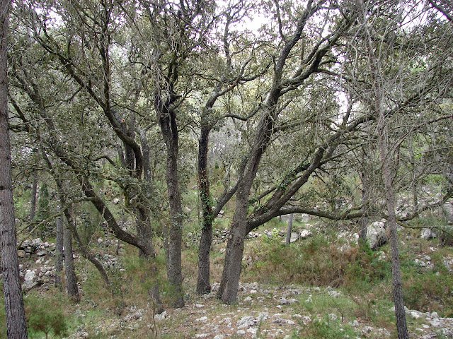 Montanejos - Estechos - Pantano - Morrón - Castillejos