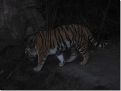 IMG_1027 Amur Tiger at the Oregon Zoo in Portland, Oregon on December 8, 2009