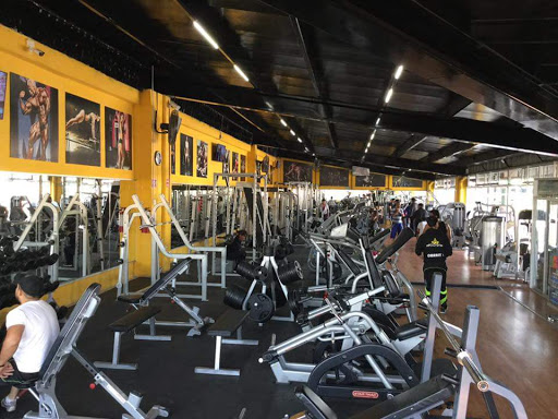 Apolo Gym, Calle 104 Poniente 34, Profesor Jorge Murad M, Puebla, Pue., México, Gimnasio | Puebla