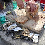 giant oysters eaten with bread and champagne in Texel, Netherlands 