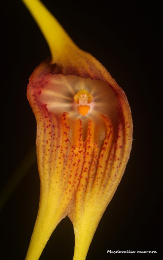 Masdevallia macrura IMG_0588b%2520%2528Medium%2529