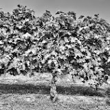 Castiglione Tinella i vigneti di Moscato - fotografia di Vittorio Ubertone