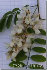 Robinia viscosa x Robinia pseudoacacia