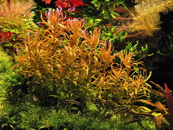 Aquarium en Aquascaping de 800 litres - Page 6 Aquarium-aquascaping_Nesaea%252520Pedicellata