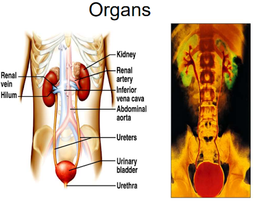 Urinary system 2nd Semester B.Pharmacy ,BP201T Human Anatomy and Physiology II,BPharmacy,Handwritten Notes,Important Exam Notes,BPharm 2nd Semester,