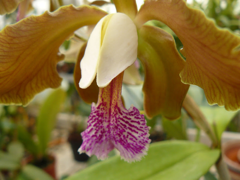 Cattleya schofieldiana P1050326