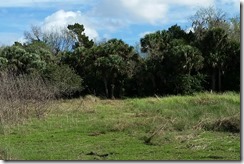 Path to Indian Fields Mound