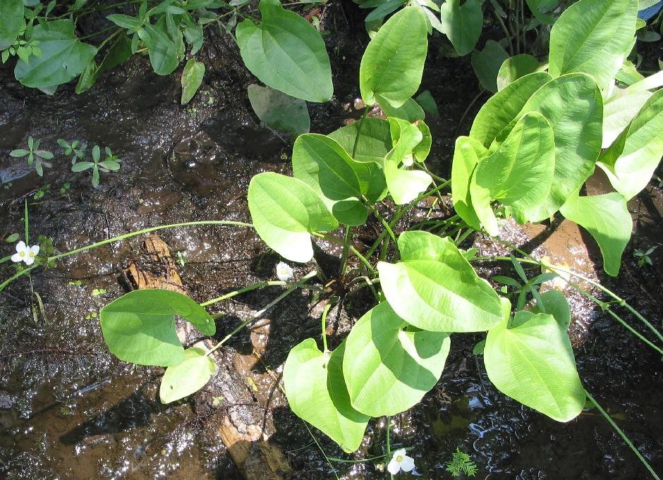 Эхинодорус сердцелистный (Echinodorus cordifolius)