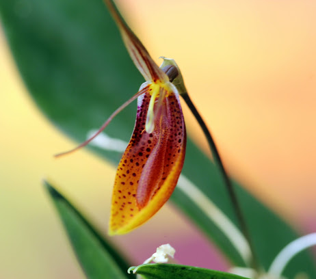 Restrepia cymbula IMG_8436