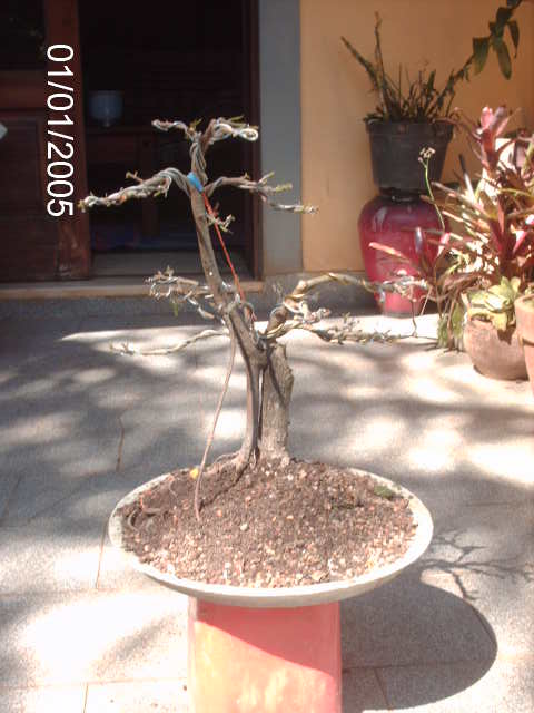 Ficus Microcarpa var. Green Island... PICT1579