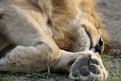 Lazy lion.jpg