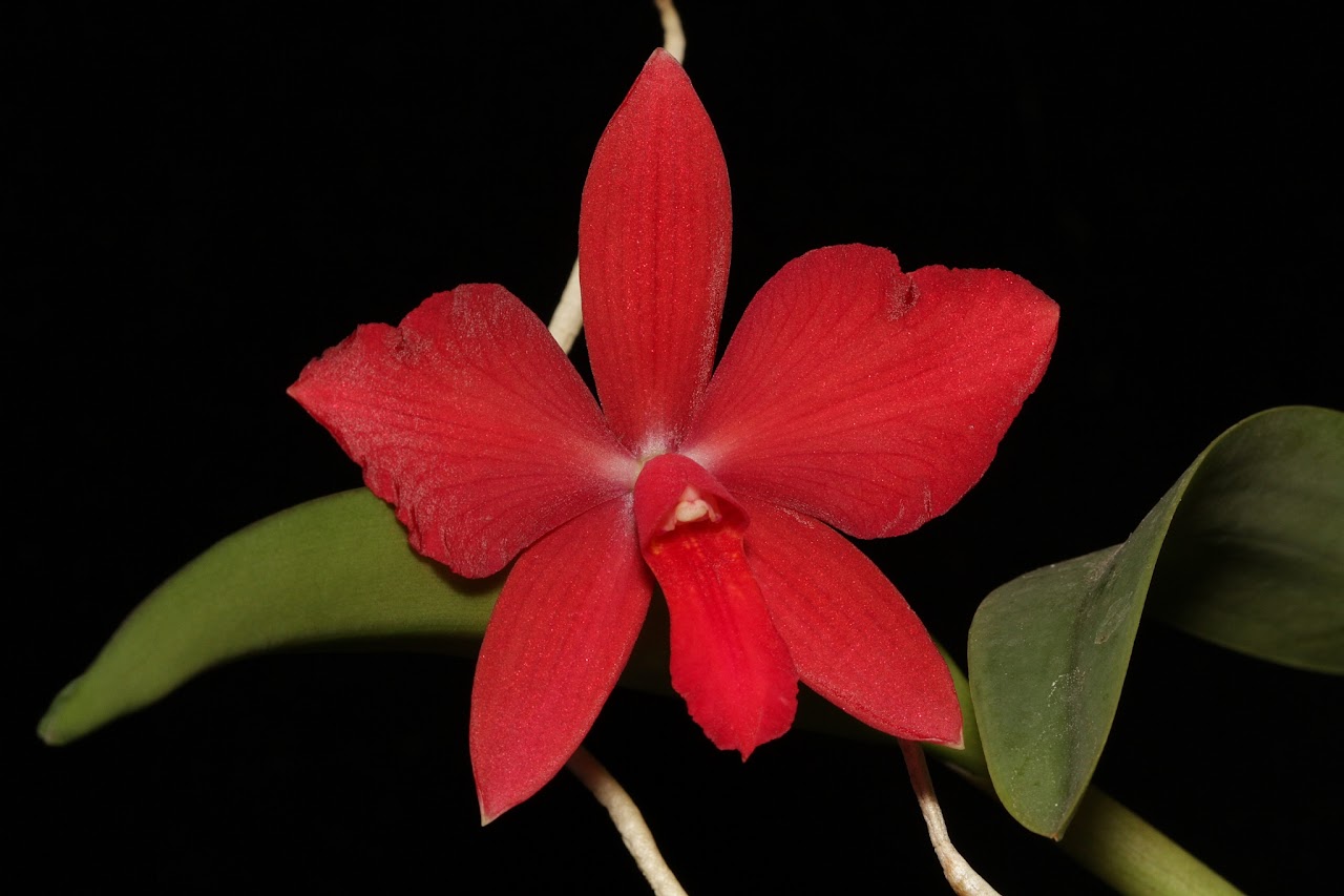 Cattleya Pearlouis (bicolor alba x coccinea) IMG_8232_v1