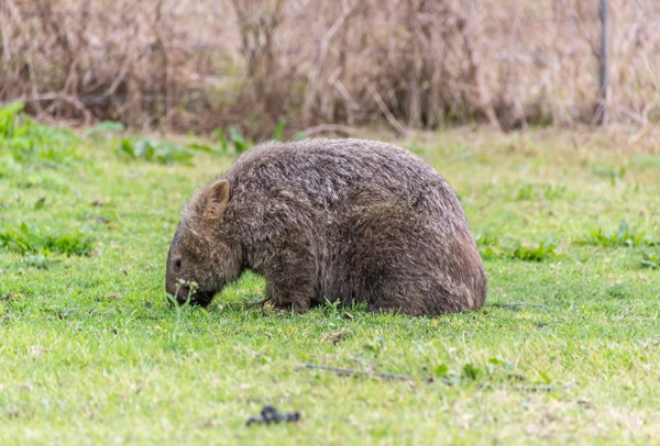 Wishful Thinking - Wombat Spotting