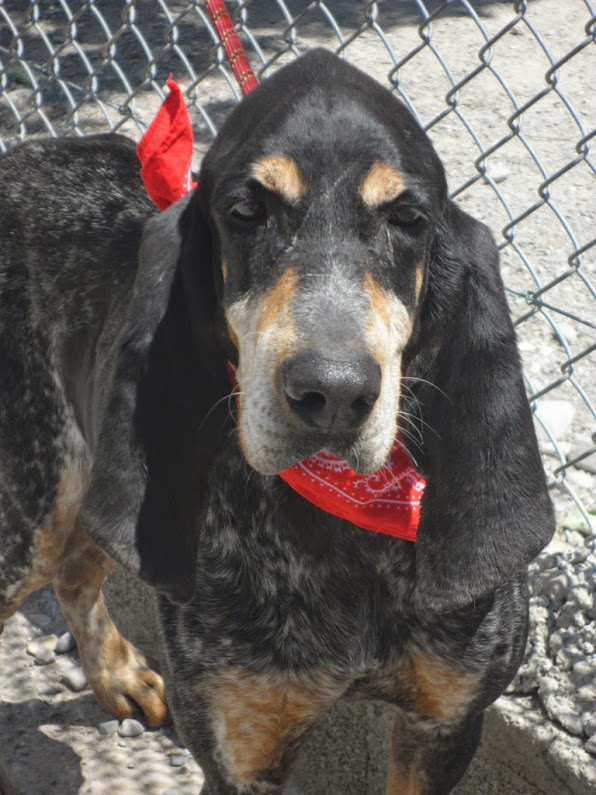 ATHOS -grand  bleu de Gascogne 13 ans   (5 ans de refuge) - Refuge de Sisteron (04) SAM_3788