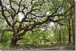 Reaching oak Reaching oak
