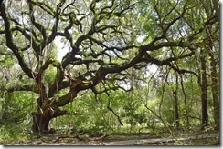 Reaching oak